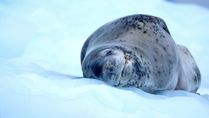 Leopard seal (Hydrurga leptonyx) lying on an iceberg at Kinnes Cove, Antarctica