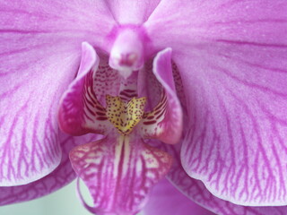 Orchid close up