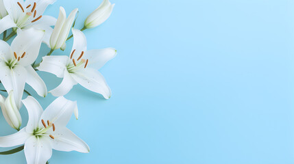 Fototapeta na wymiar Beautiful lily flowers on light blue background