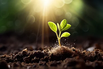 Gordijnen seeds growing from fertile soil to shining morning sunlight, ecology concept © Salawati