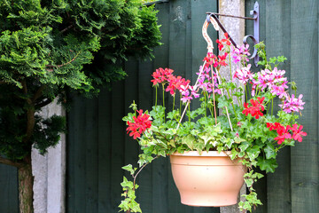 A hanging basket of beautiful pretty Ivy Geranium perennial plant (otherwise known as Pelargonium peltatum) blooming with vibrant red, pink and purple flowers