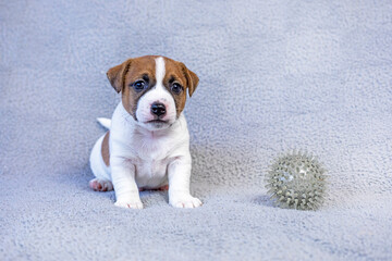 Jack Russell Terrier puppy sits next to a gray ball on a gray background