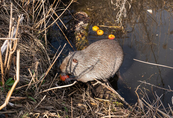 Wild nutria feeding on apples near a pond under sunlight.
