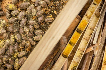 Mason bee Osmia rufa cocoons harvesting, nesting reeds with pollinators