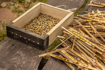Mason bee Osmia rufa cocoons harvesting, nesting reeds with pollinators and release box, hatching...