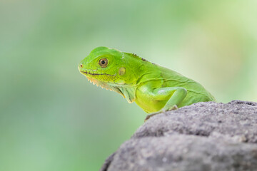 Brazilian Wildlife is very beautiful and have many species with colorful variables. Are apes, lizards, mammals, felins, caimans, cats, bats, crabs and many others.