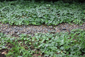 grass in the garden