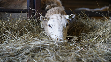 Welsh Ewe Sheep eating hay in barn