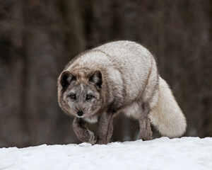 Focus - A blue morph Arctic Fox makes eye contact (captive) - Montebello, Quebec