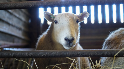 Welsh Ewe Sheep eating hay in barn