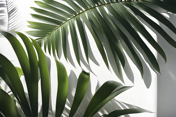 green palm leaves and shadows