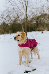 Perro Golden Retriever con un chubasquero rosa en un paisaje nevado. Perro en la nieve. 