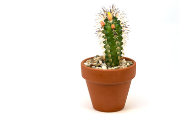 Kleiner Kaktus Echinocereus mit Knospen