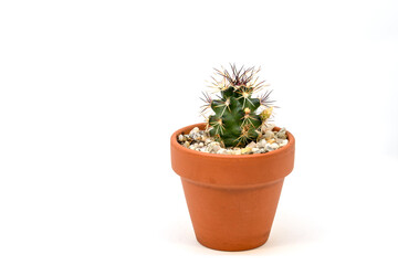 Fototapeta premium Kleiner Echinocereus Kaktus