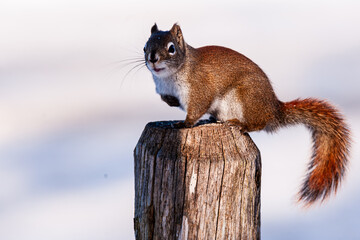 American Red Squirrel (Tamiasciurus hudsonicus), standing oon top of a fence pole, one leg lifted.