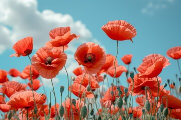 A field of ruby red poppies swaying gently, with a picturesque blue sky dotted with fluffy clouds as a backdrop