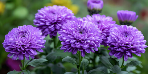 Obraz premium A close-up view of a cluster of vibrant purple aster flowers in full bloom