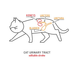 Urinary tract in cats. Veterinarian scheme. Vector illustration