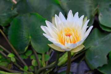 White lotus flower on water surface of pond on blurred background. Nymphaea lotus is a tiger lotus or Egyptian water-lily. The fragrant lotus has white petals and yellow stamens.
