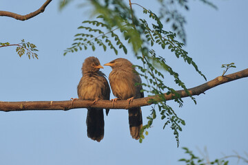 Pair of  Jungle Babbler (Halcyon smyrnensis) sitting on the branch of tree in the Tarahara village. - obrazy, fototapety, plakaty