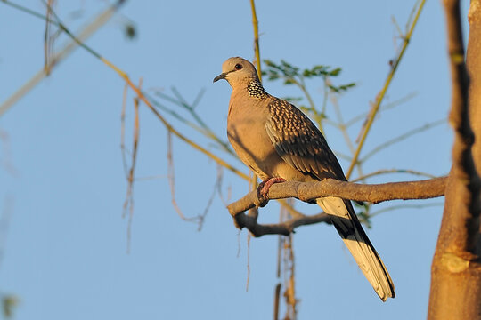 Spotted Dove (Spilopelia chinensis) is a resident bird of Eastern Terai Nepal.