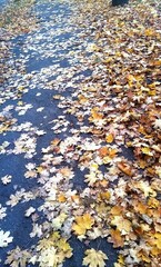 autumn leaves background