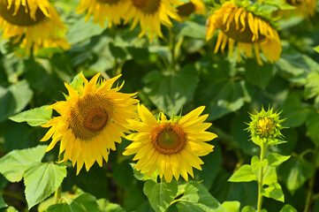 blooming sunflowers flowers close-up. natural sunflower background.