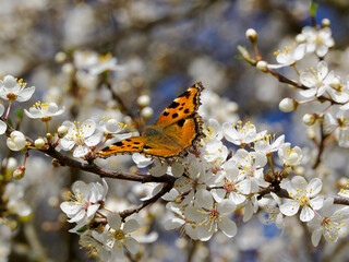 Großer Fuchs Edelfalter