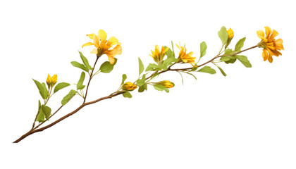 branch with yellow flowers isolated on transparent background cutout