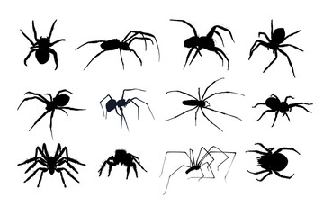 set of spider silhouette isolated - obrazy, fototapety, plakaty