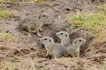 Ground squirrel colony (Syslovisko Biele vody), National park Muranska Planina, Slovakia