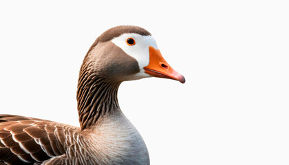 Wild goose in the foreground, isolated over white background