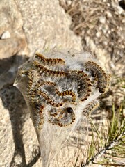 Pine processionary (Thaumetopoea pityocampa) Spain.Orihuela Costa.