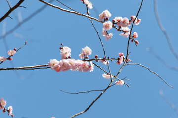 春を告げるピンクの梅の花