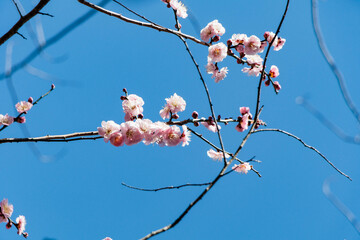 春を告げるピンクの梅の花