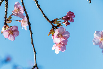 早咲の河津桜の花