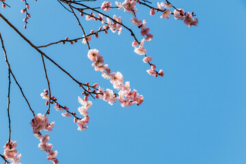 淡いピンクの花が可愛い梅の花