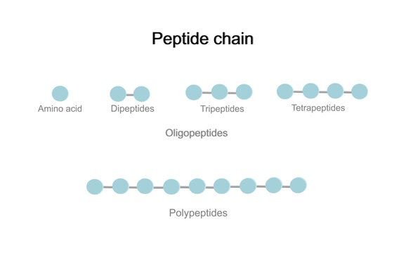The structure molecule of peptide chain that contains the molecule of amino acid and peptide bond: Dipeptide, Tripeptides, Tetrapeptides and polypeptides.