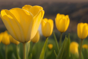 Yellow tulips in spring blooming garden.