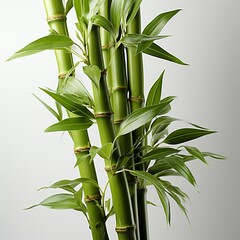 Green fresh bamboo tree in white background