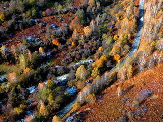 Aerial view of autumn fall colorful landscape. Green pines and yellow, red trees in the mountain