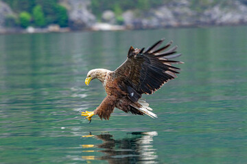 Eagle catch it`s prey