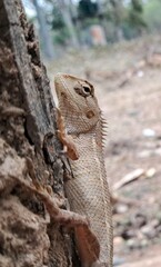 Oriental garden lizard tree 