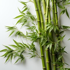 Green fresh bamboo tree in white background