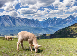 landscape with lamb on grazing near high mountains