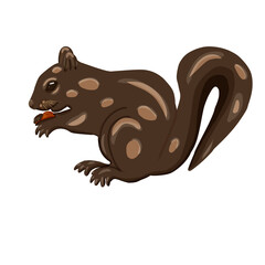 Fototapeta premium squirrel with nut