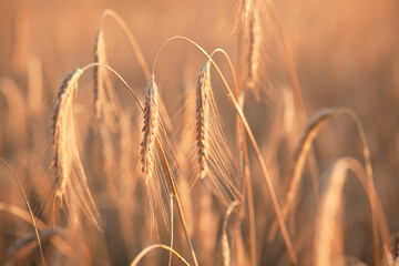 Field ripening wheat at sunset. Agriculture and harvest