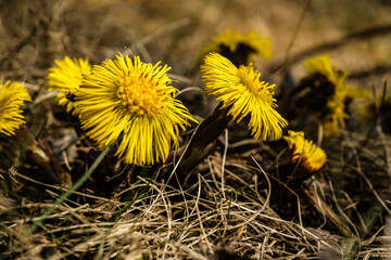 Close up of flowers during spring