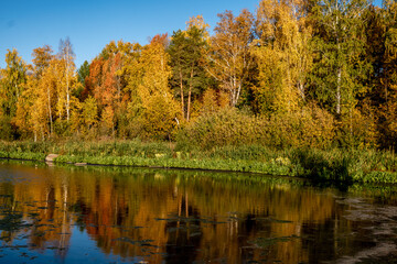 Fototapeta na wymiar River bank with autumn forest. Trees on the shore of the lake with yellow leaves.