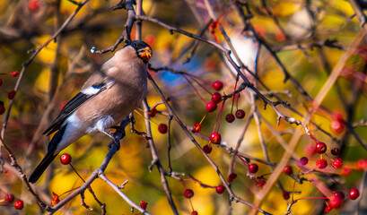 A bullfinch bird on a tree branch among berries.